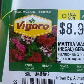 Photo of the plant species Martha Washington Geranium by @YardSeaoxeye47 named Beckham on Greg, the plant care app
