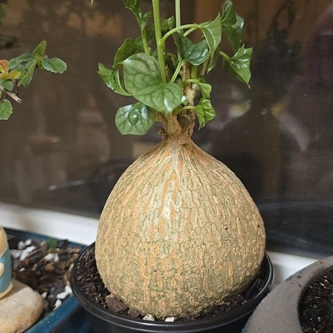 Photo of the plant species Bigfoot by @GallantRedlog32 named Eva on Greg, the plant care app