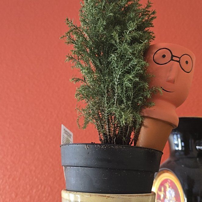 Photo of the plant species European Cypress by @GallantRedlog32 named Ferny on Greg, the plant care app