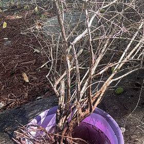 Photo of the plant species Dominican Oregano by @PrettyAjídulce named Kobe on Greg, the plant care app