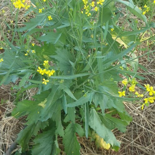 Photo of the plant species Chinese Mustard by @WiseBulrush27 named Mochi on Greg, the plant care app