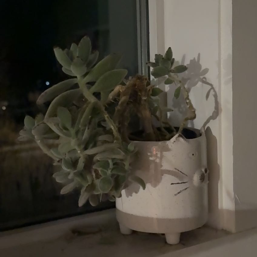 Plant care for Birdbill Dayflower on Greg, the plant care app