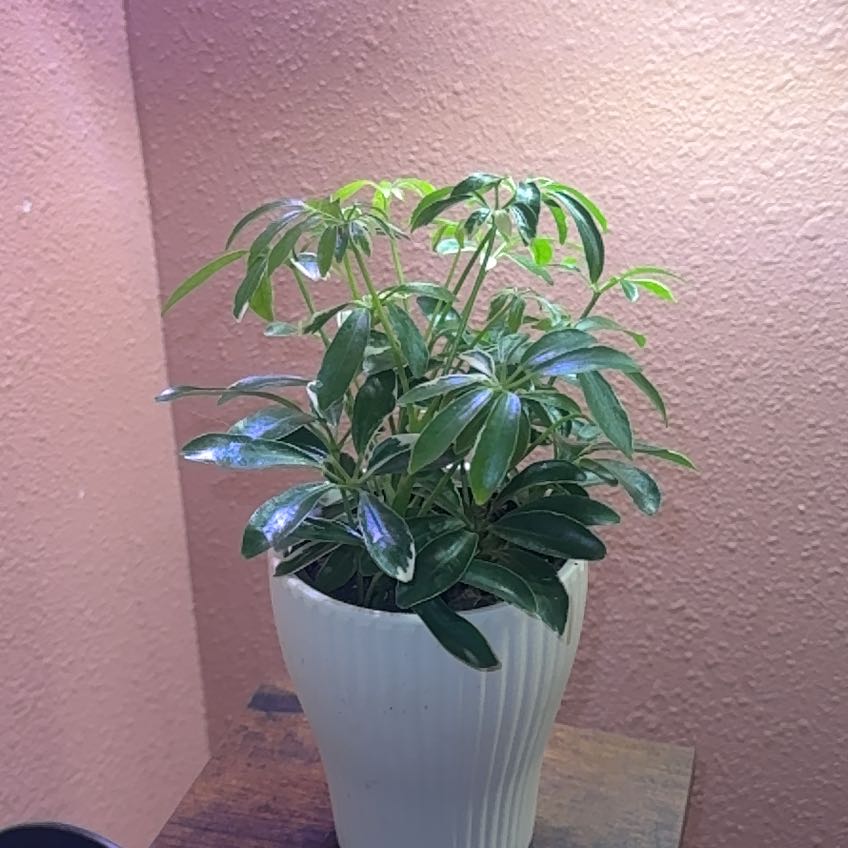 Photo of the plant species Varigated Dwarf Umbrella Tree by @GracedOrpine88 named Dolores on Greg, the plant care app