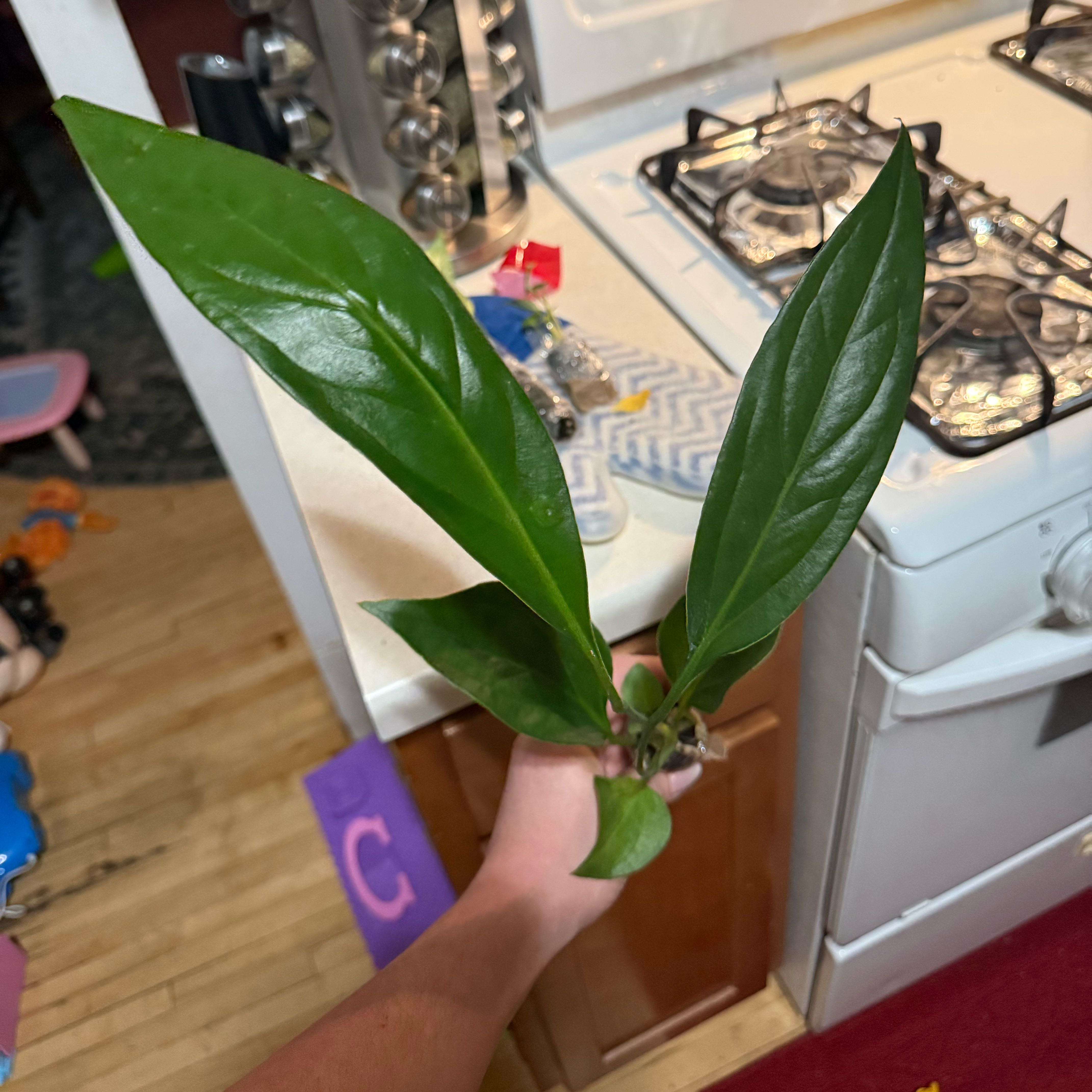Photo of the plant species Anthurium Big Bill by @GracedOrpine88 named Sage on Greg, the plant care app