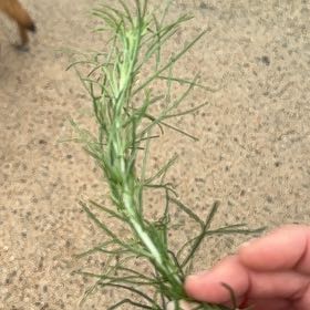 Photo of the plant species Argentine Fleabane by @SirMonstera27 named Spike Leaves on Greg, the plant care app