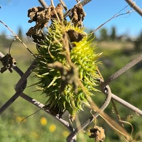 Photo of the plant species Fringed Passionflower by @SirMonstera27 named Homer on Greg, the plant care app