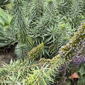 Photo of the plant species Pride of Madeira by @SirMonstera27 named Lola on Greg, the plant care app