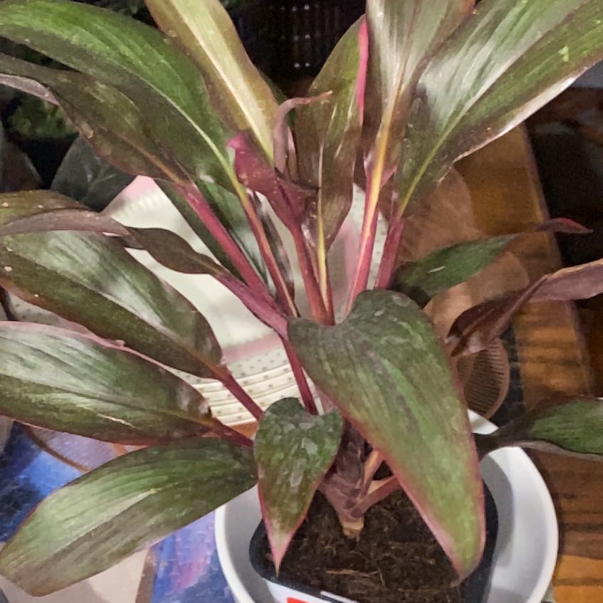 Photo of the plant species Cordyline fruticosa 'Pink Diamond' by @WhisperRaven32 named Cordyline 🪴 on Greg, the plant care app