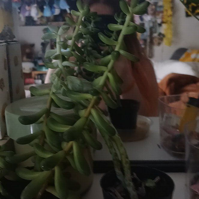 Photo of the plant species Sedum pachyphyllum 'Salsa' by @DauntlessGray24 named Queen on Greg, the plant care app