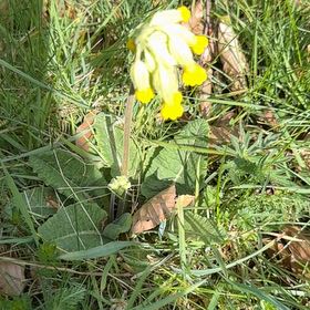 Photo of the plant species Cowslip Primrose by @SlickSpinysenna named Nithin on Greg, the plant care app