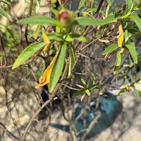 Photo of the plant species Common Gum Cistus by @SlickSpinysenna named Osmo on Greg, the plant care app
