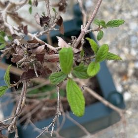 Photo of the plant species Lippia origanoides by @SlickSpinysenna named Prince on Greg, the plant care app