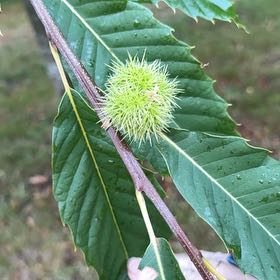 Photo of the plant species Spanish Chestnut by @SlickSpinysenna named Gobi on Greg, the plant care app