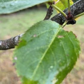 Photo of the plant species Crab Apple by @SlickSpinysenna named Beckham on Greg, the plant care app