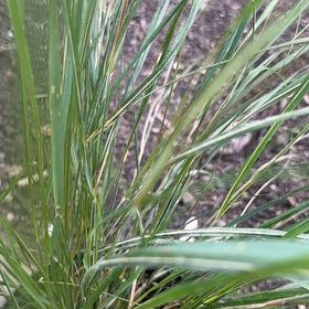 Photo of the plant species Barren Brome by @SlickSpinysenna named Sir Plancelot on Greg, the plant care app