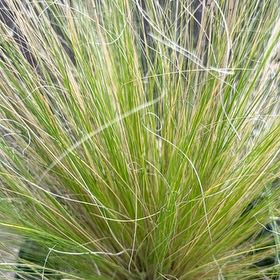 Photo of the plant species Mexican Feather Grass by @SlickSpinysenna named Demi on Greg, the plant care app