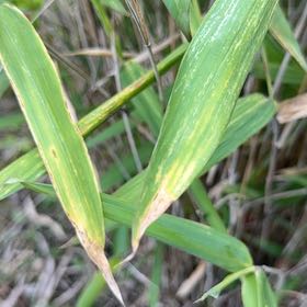Photo of the plant species Japanese Stiltgrass by @SlickSpinysenna named Eva on Greg, the plant care app
