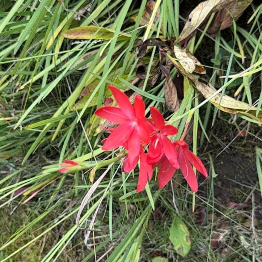 Photo of the plant species Cardinal Flower by @SlickSpinysenna named LiloStitch on Greg, the plant care app