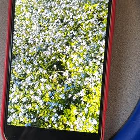Photo of the plant species Forget-Me-Not by @SlickSpinysenna named Athena on Greg, the plant care app