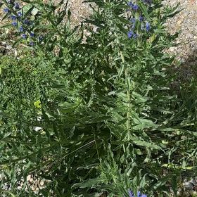 Photo of the plant species Hyssop by @SlickSpinysenna named Gregarious on Greg, the plant care app