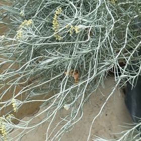 Photo of the plant species Mediterranean Strawflower by @SlickSpinysenna named Foxxy on Greg, the plant care app