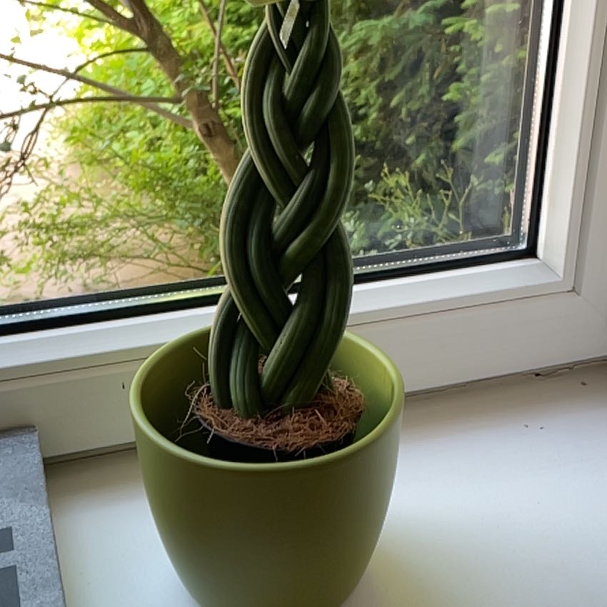 Dracaena 'Mikado' plant in a green pot on a windowsill with greenery outside.