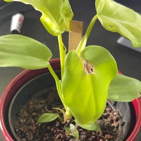 Photo of the plant species Golden Violin by @ElderMothorchid named Leonardo on Greg, the plant care app