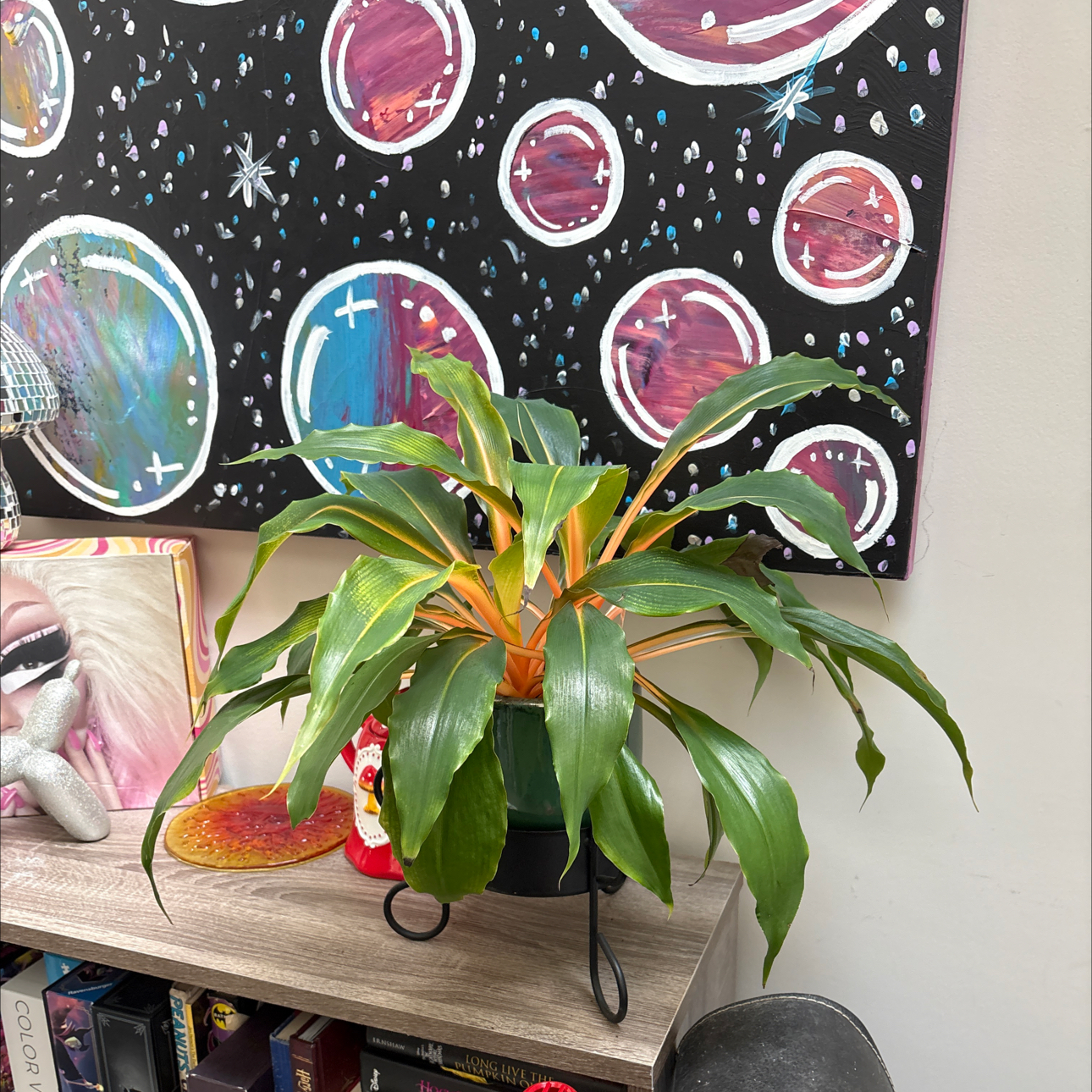 Photo of the plant species orange mandarin plant by @WillSunstar48 named Gomez on Greg, the plant care app