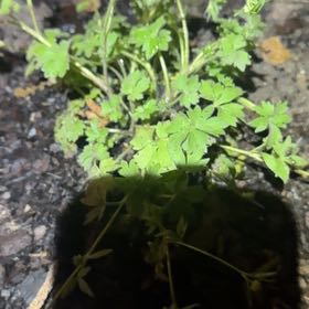 Photo of the plant species Smallflower Buttercup by @HeartyDamsii79 named Nemo on Greg, the plant care app