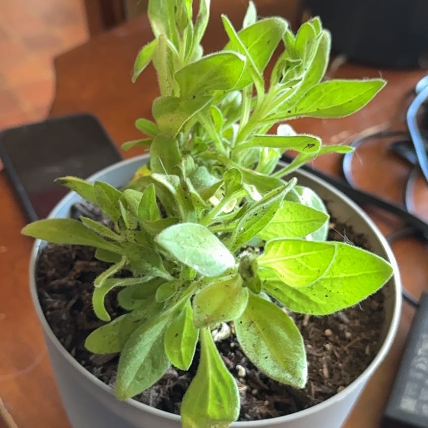 Photo of the plant species Black Mamba by @KindPlain35 named Gomez on Greg, the plant care app