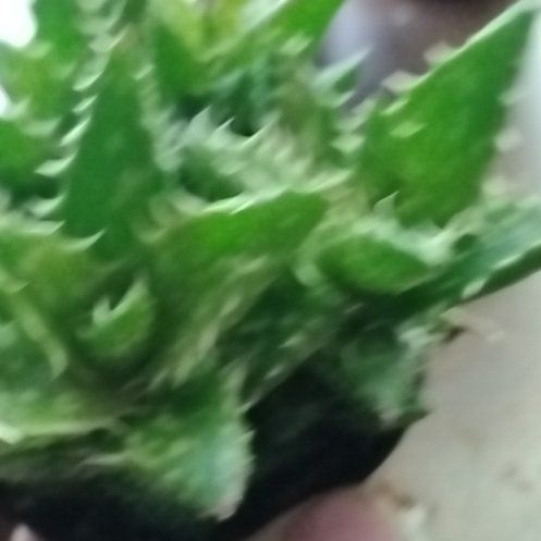 Photo of the plant species Yemen Aloe by @LadyFenbedstraw named Aloe Zanzibarica on Greg, the plant care app