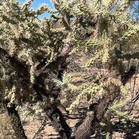 Photo of the plant species Sonoran Jumping Cholla by @YardFlyagaric84 named Beckham on Greg, the plant care app