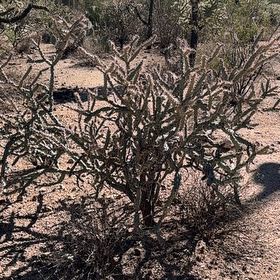 Photo of the plant species Deerhorn Cholla by @YardFlyagaric84 named Keanu Leaves on Greg, the plant care app