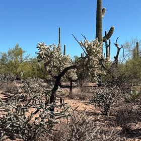 Photo of the plant species Sonoran Jumping Cholla by @YardFlyagaric84 named Peter Parker on Greg, the plant care app