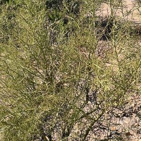 Photo of the plant species Five-Stamen Tamarisk by @YardFlyagaric84 named Tolkien on Greg, the plant care app
