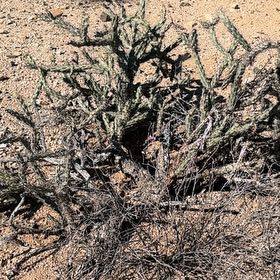 Photo of the plant species Snake Cholla by @YardFlyagaric84 named Wall-E on Greg, the plant care app