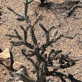 Photo of the plant species Deerhorn Cholla by @YardFlyagaric84 named Mochi on Greg, the plant care app