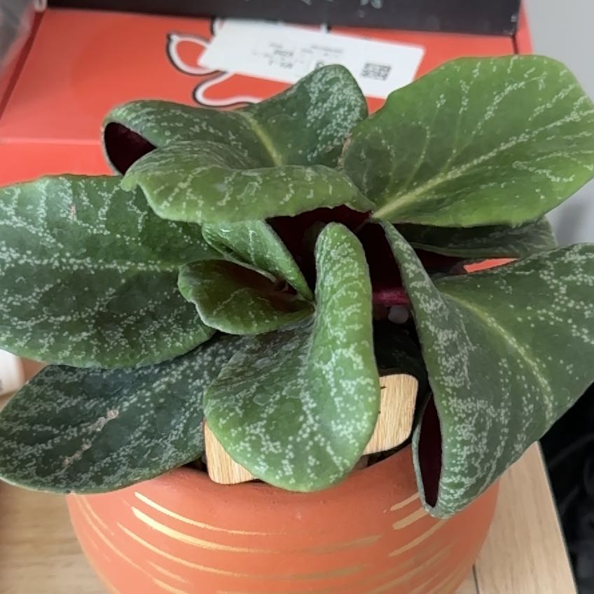 Photo of the plant species Crassula 'Red Luna' by @CleanPhlox31 named Esther on Greg, the plant care app