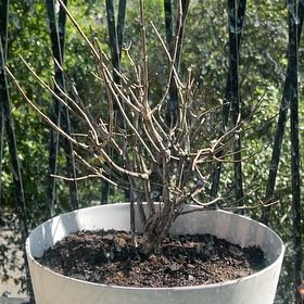 Photo of the plant species Bobo Hydrangea by @HomelyChards0 named Sproutacus on Greg, the plant care app