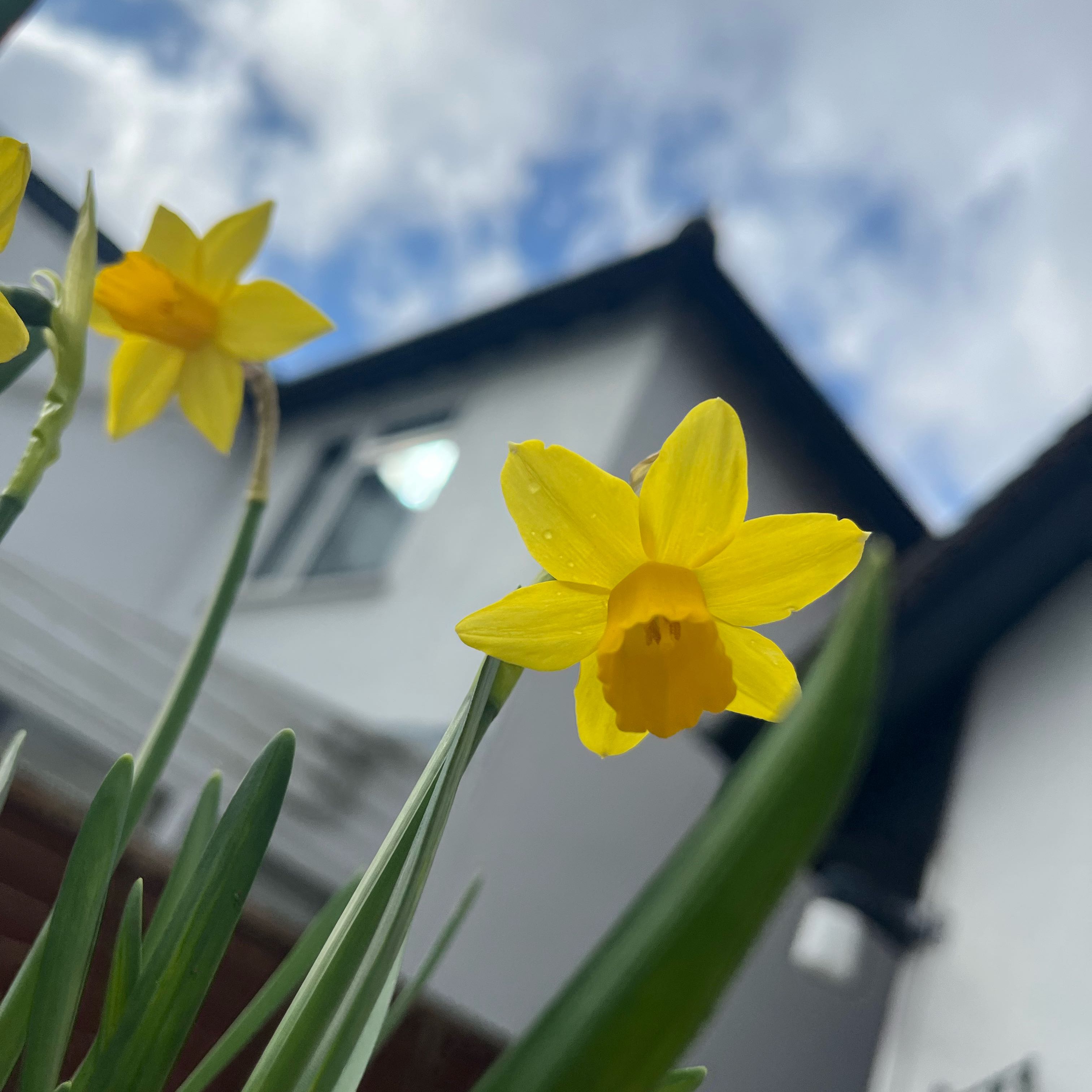 Close-up of a healthy daffodil plant with bright yellow flowers against a building and cloudy sky.