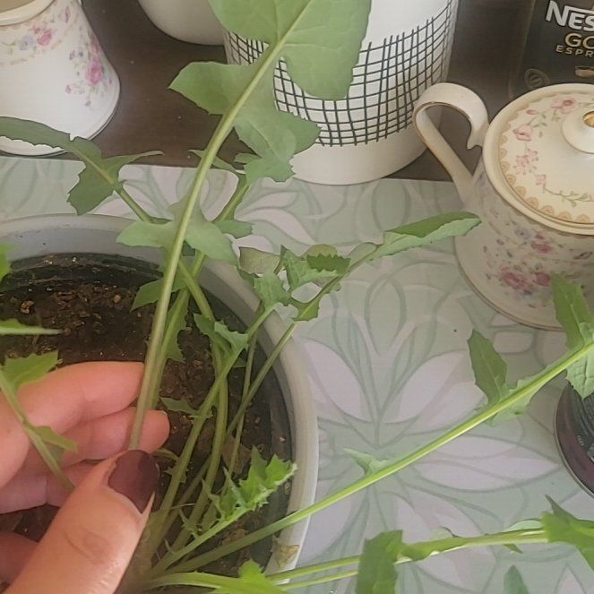 Photo of the plant species Common Sowthistle by @HotPilea90 named Osmo on Greg, the plant care app