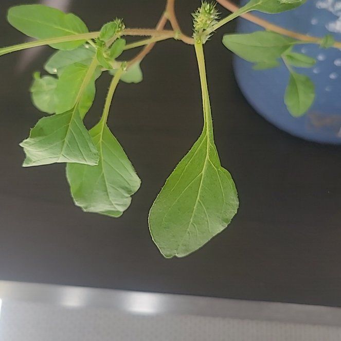 Photo of the plant species Purple Amaranth by @HotPilea90 named Tree Diddy on Greg, the plant care app