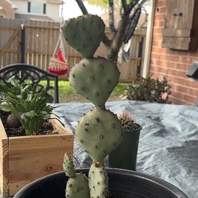 Photo of the plant species Blind Prickly Pear by @VipEarthstar10 named Remington on Greg, the plant care app