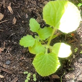 Photo of the plant species Bitter Melon by @JoysomeDracaena named James Dean on Greg, the plant care app