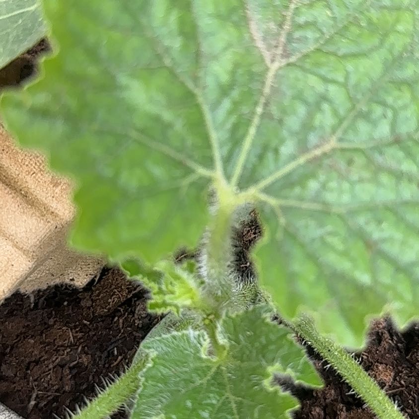 Photo of the plant species Melon by @JoysomeDracaena named Peter Parker on Greg, the plant care app