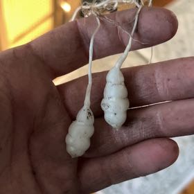 Photo of the plant species Common Snowberry by @DedicatedCatnip named Forrest on Greg, the plant care app