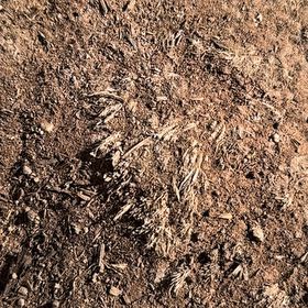 Photo of the plant species Drooping Brome by @GoodyPetunia94 named Miley on Greg, the plant care app