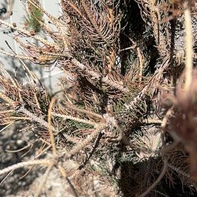Photo of the plant species Cedros Island Pine by @GoodyPetunia94 named Sproutacus on Greg, the plant care app