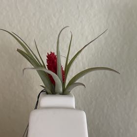 Photo of the plant species Airplant by @SensibleFrithia named Sir Plancelot on Greg, the plant care app
