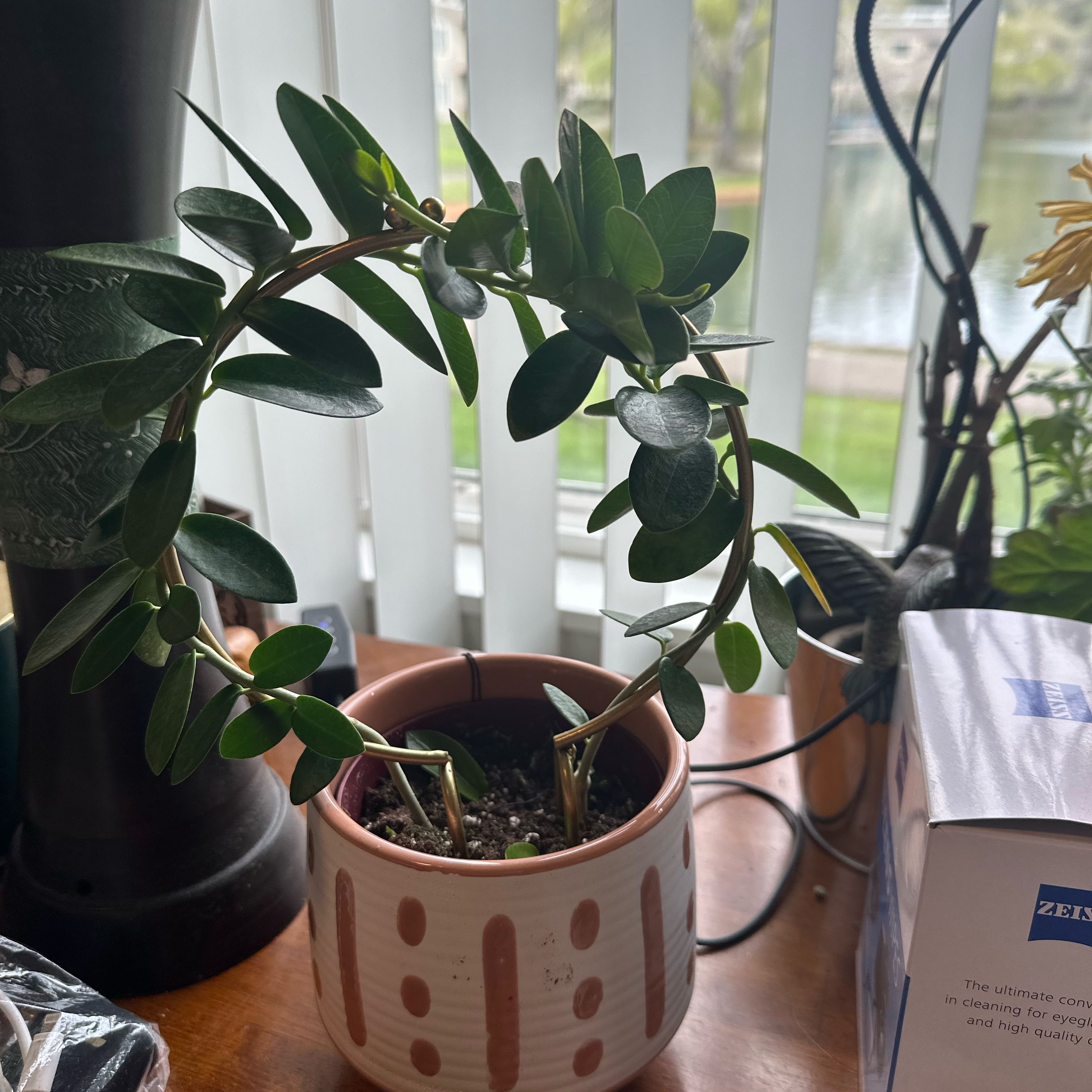 Photo of the plant species Variegated Hoya cumingiana by @SensibleFrithia named Aria on Greg, the plant care app